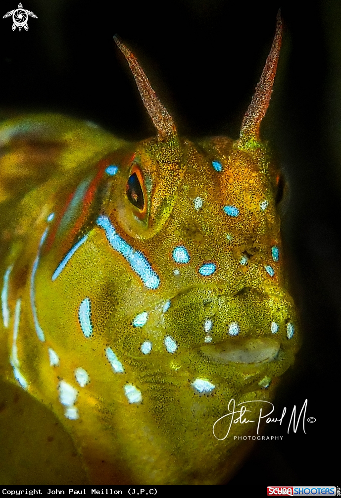 A Blennie Sphinx