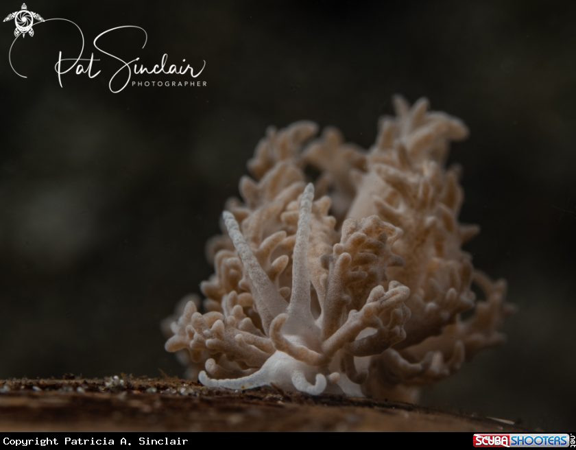 A nudibranch