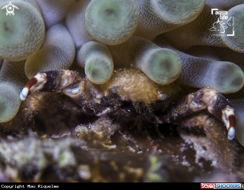 A Banded Clinging Crab