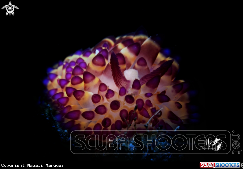 A Janolus sp 