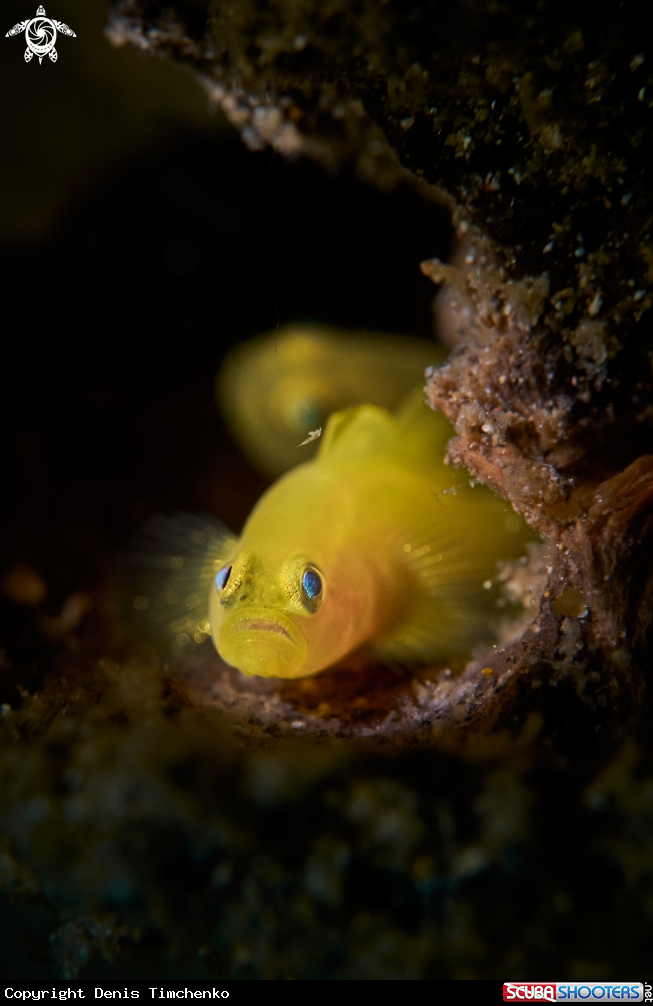 A GOBY