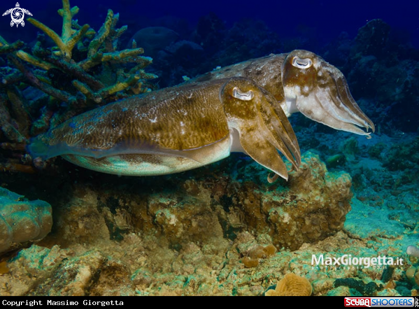 A underwater creature