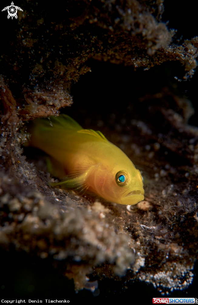 A GOBY