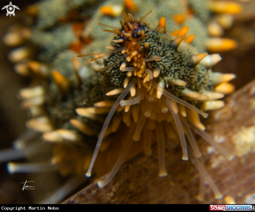 A Seastar
