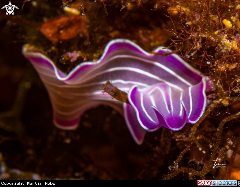 A Pink Flatworm