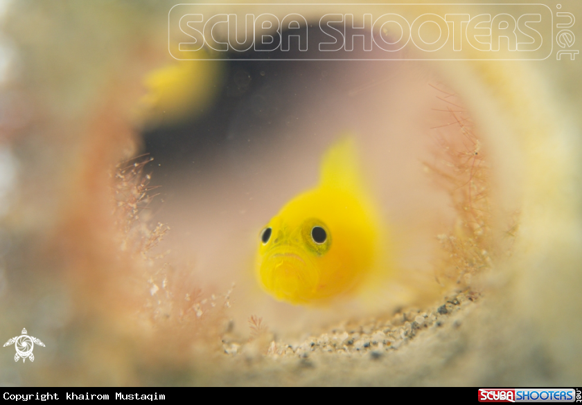 A Lemon Goby