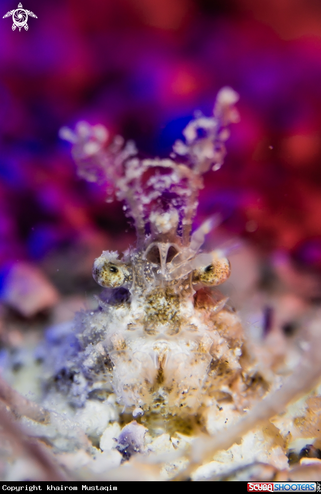 A Decorator crab