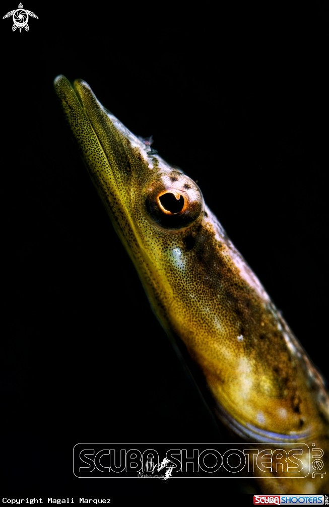 A Yellowface Pikeblenny 