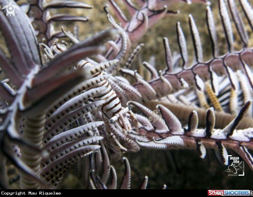 A Crinoid Shrimp