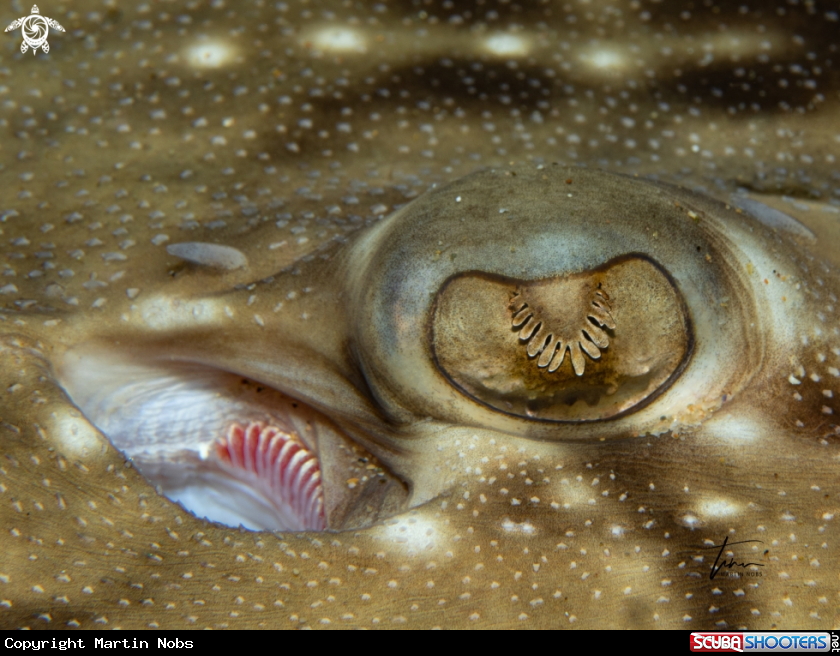 A Undulate Ray