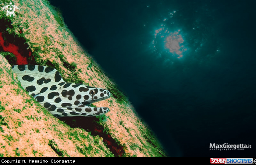 A underwater creature