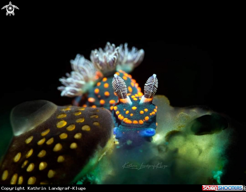 A Nudibranch