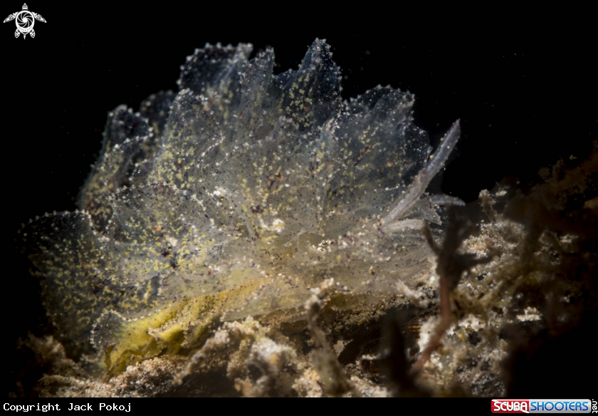 A Polybranchia orientalis