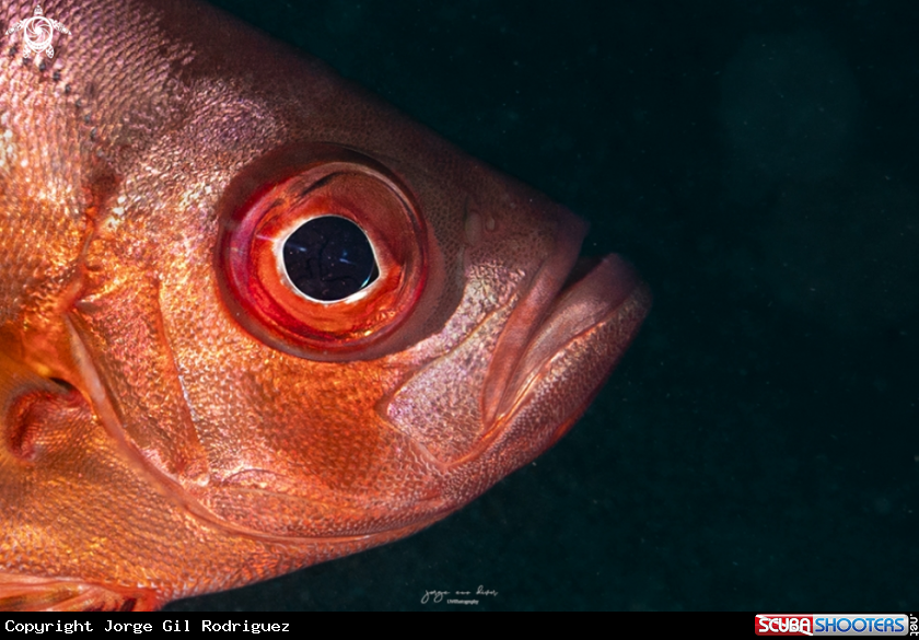 A Big eye