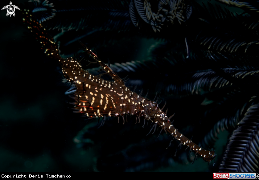 A GHOST PIPEFISH