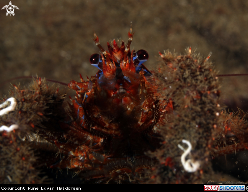 A Squat lobster