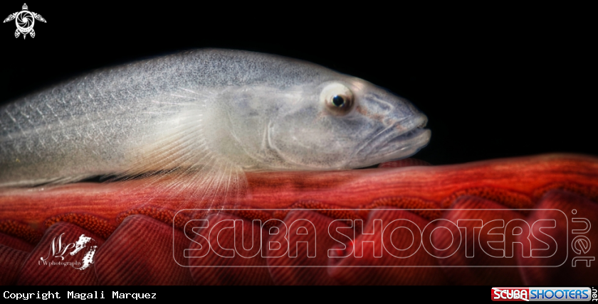 A Ghost Goby 