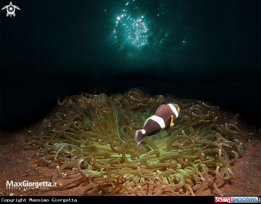 A underwater creature