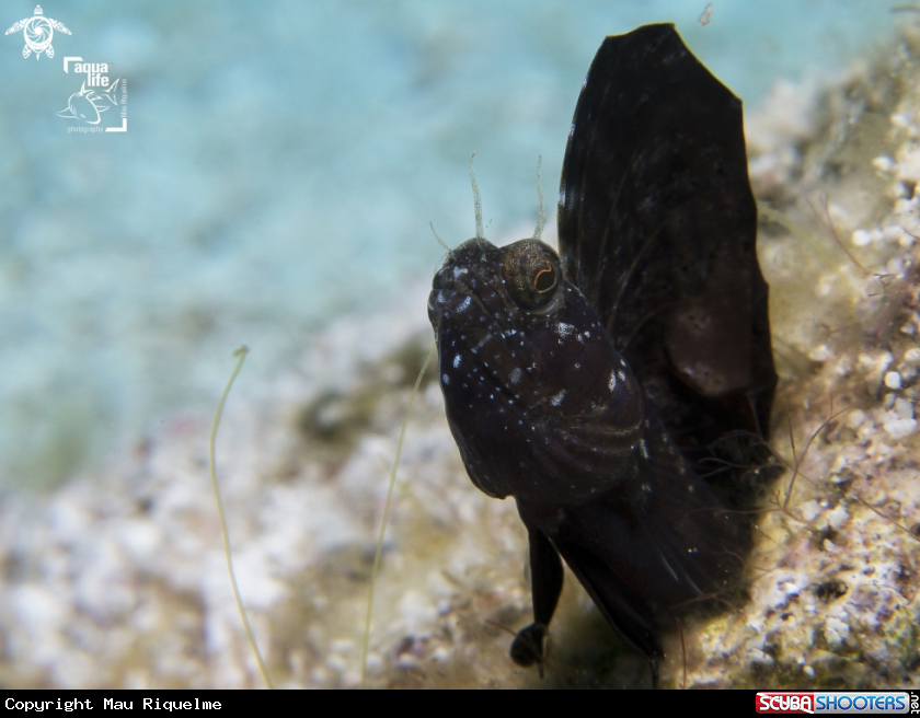 A Sailfin Blenny