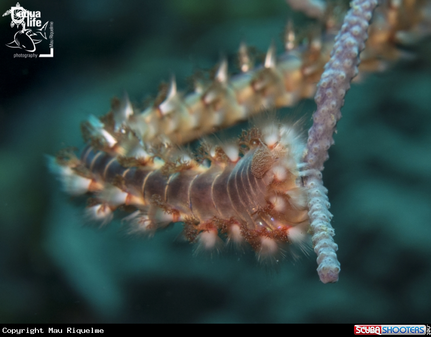 A Bearded Fireworm