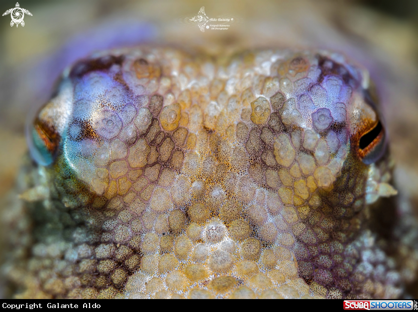 A Octopus
