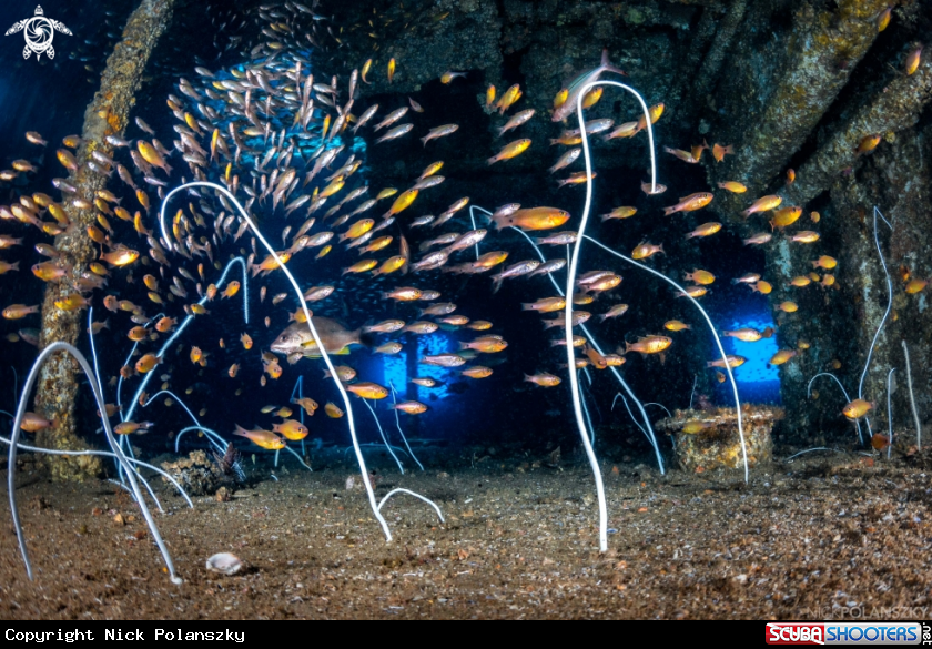 A Bait Fish