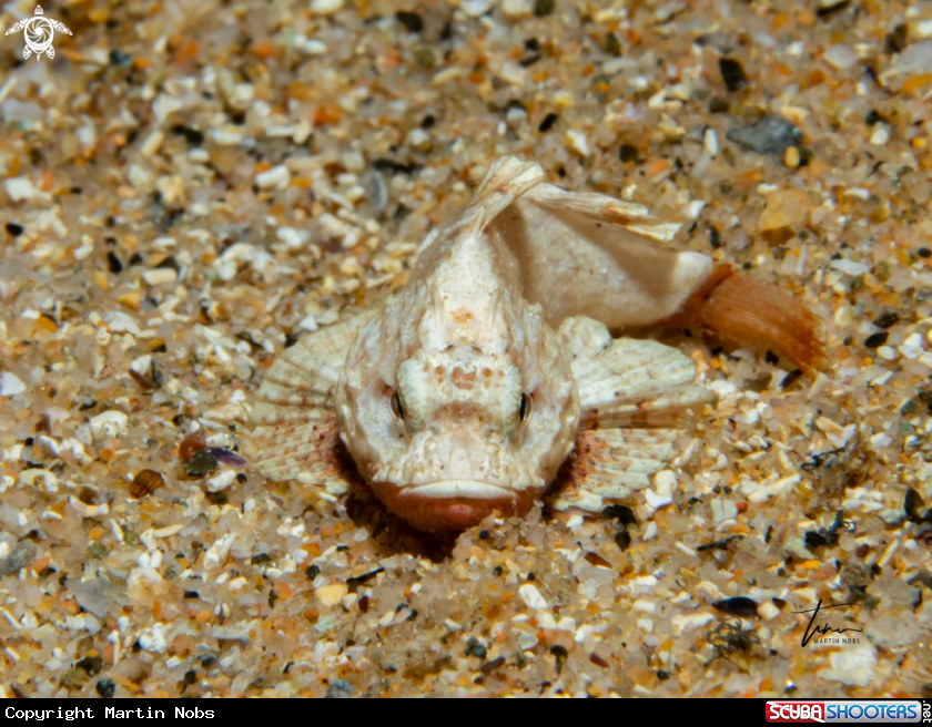 A Bigscale Scorpionfish