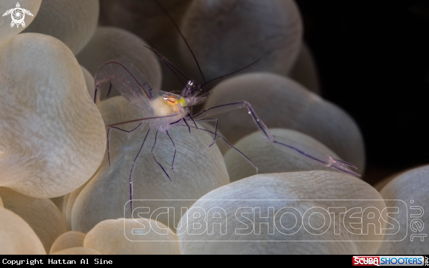 A Baby Bubble Coral Shrimp