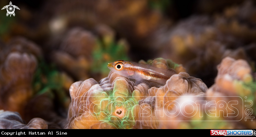 A Bryaninops Natans