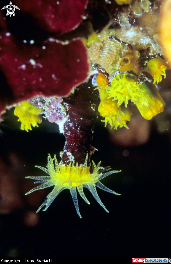 A underwater creature