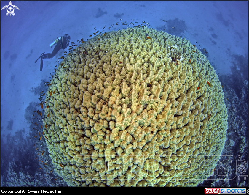 A Diver with Dome coral