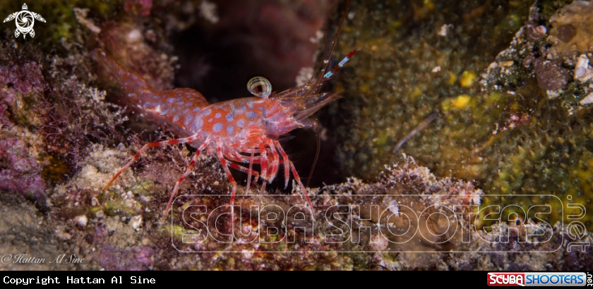 A Green Eye Dancing Shrimp