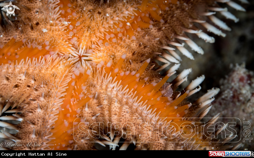 A Comb Sea Star