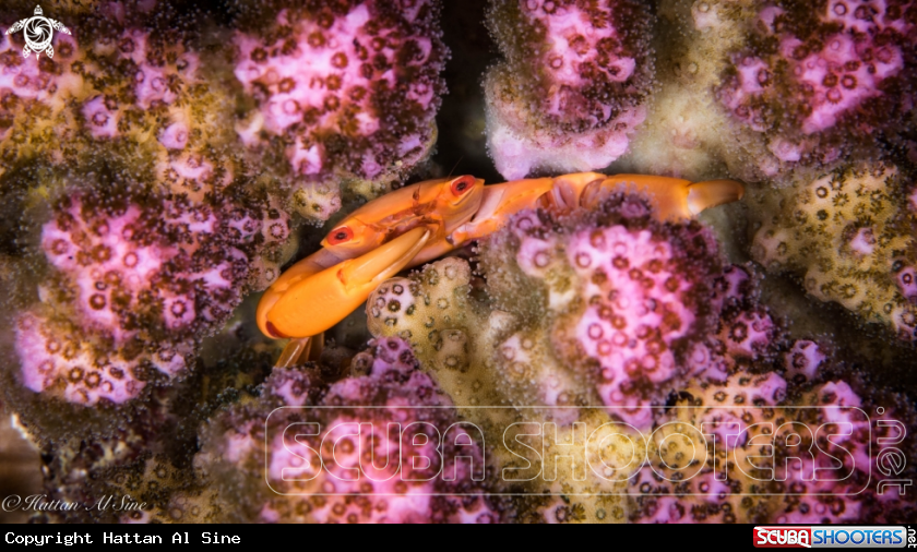 A Coral Guard Crabs
