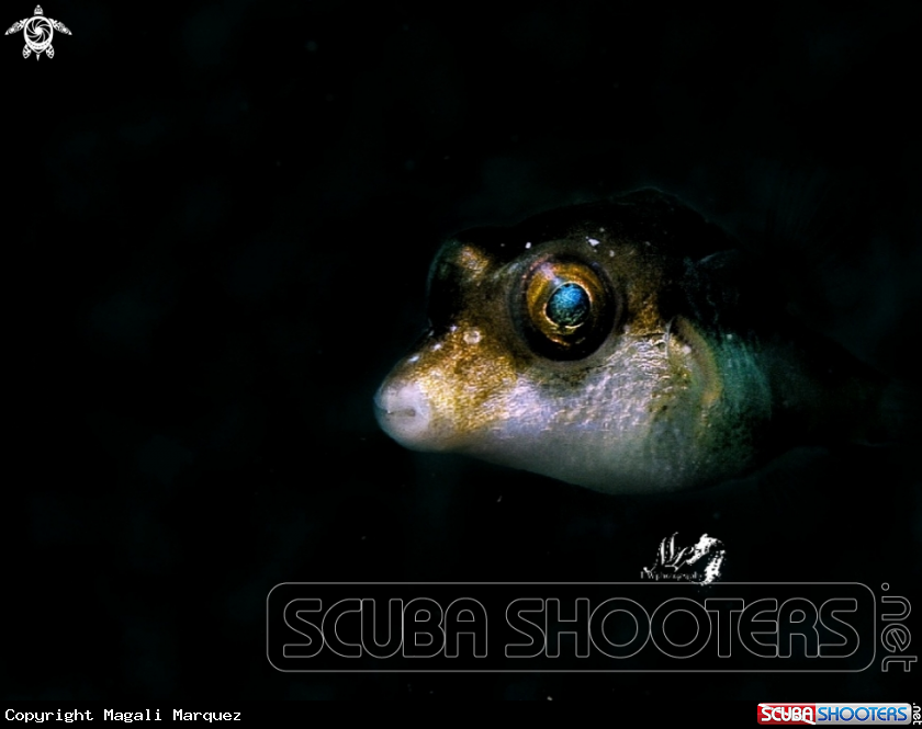 A Sharpnose pufferfish 