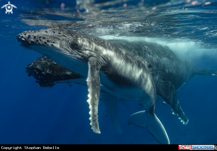 A Whale