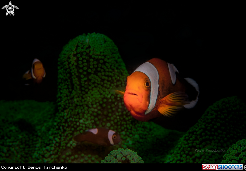 A FISH