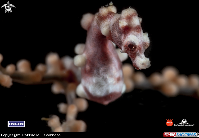 A Pigmy denise