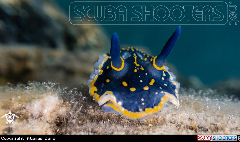 A Nudibranch