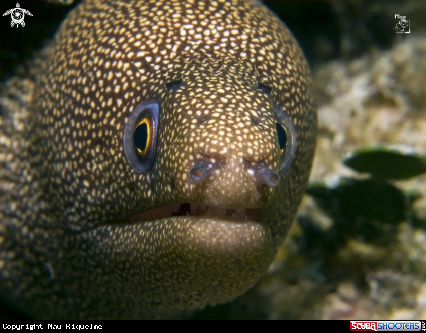 A Goldentail Moray