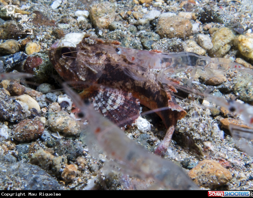 A Whiteface Waspfish