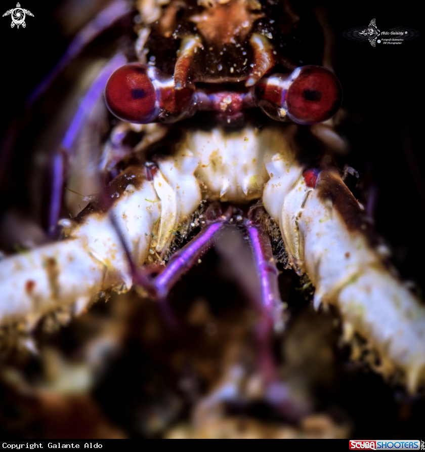 A Painted Lobster Juvenil