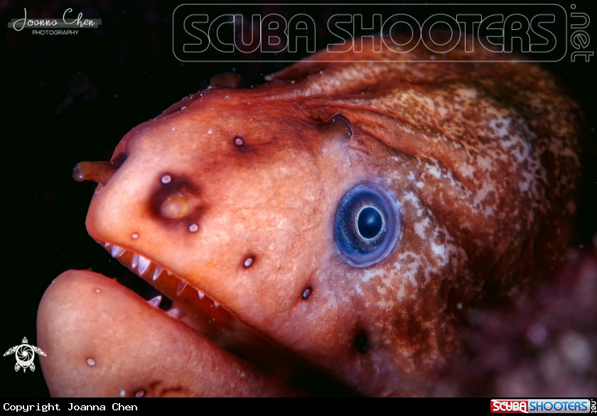 A Green Moray