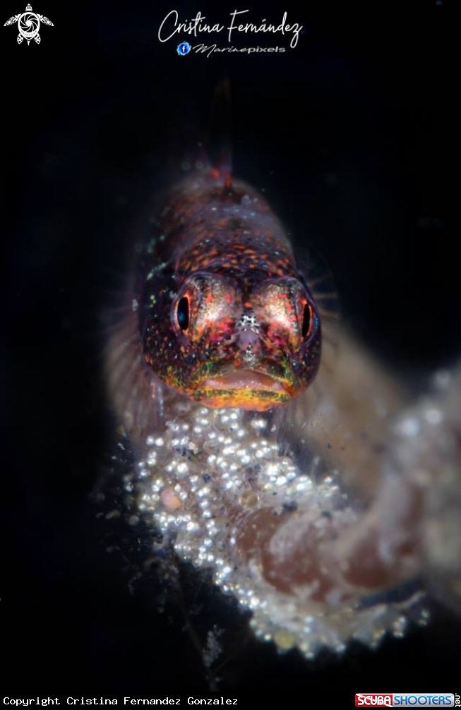 A Goby