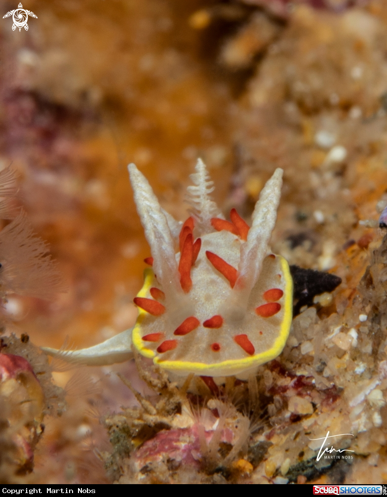 A Diaphorodoris papillata