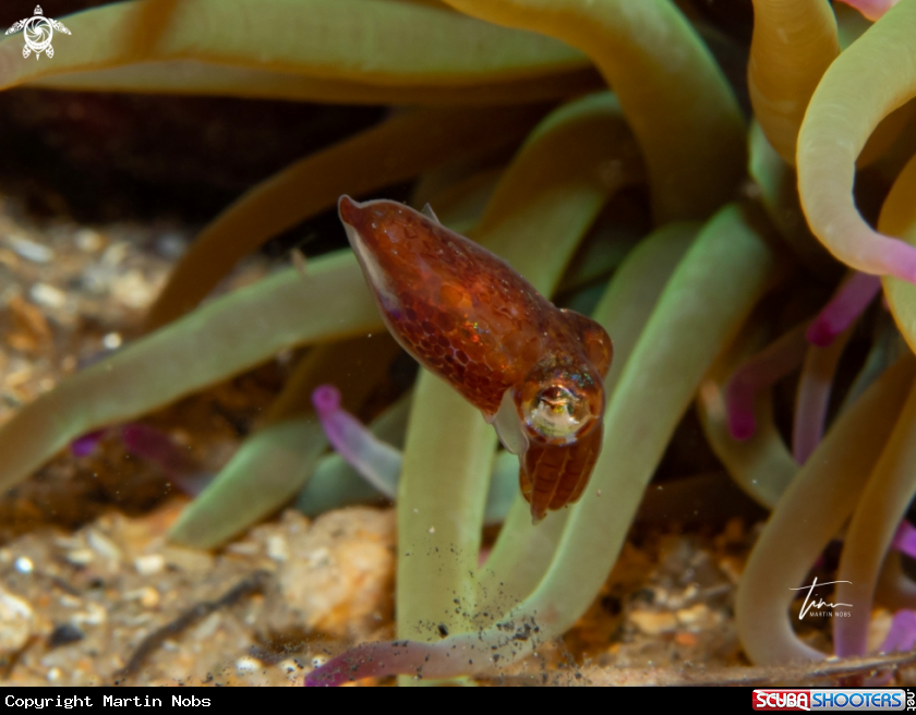 A Dwarf Bobtail Squid