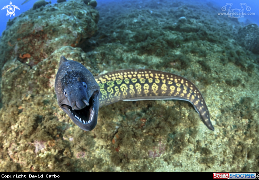 A Muraena Helena