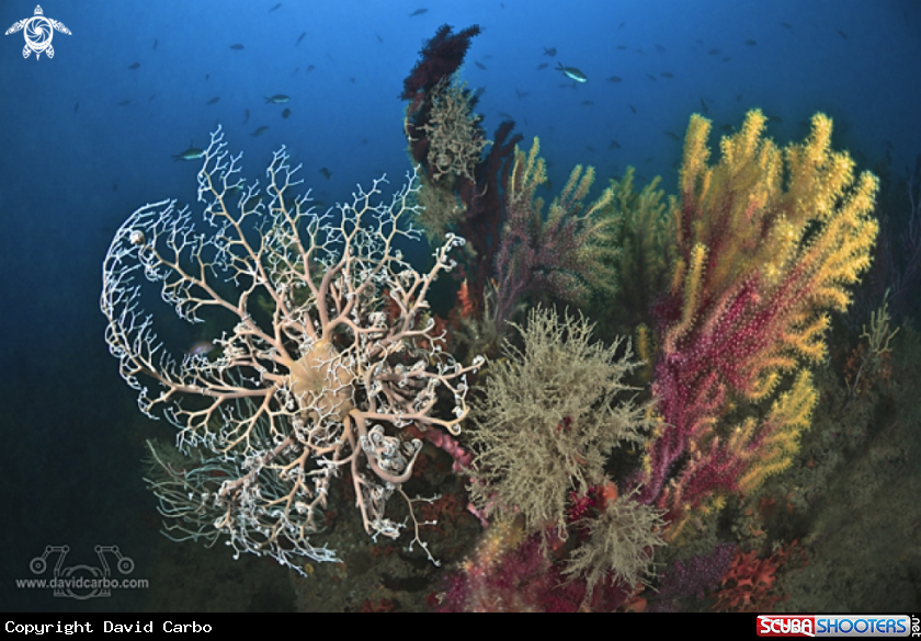 A Astrospartus Mediterraneus