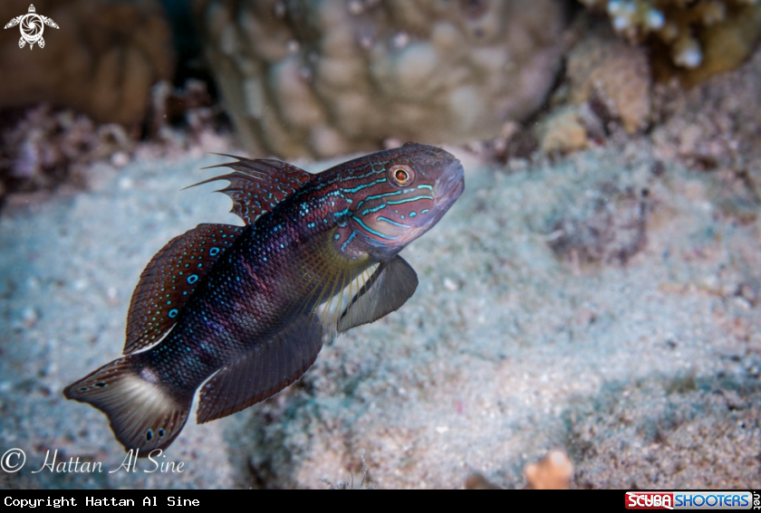 A Goby