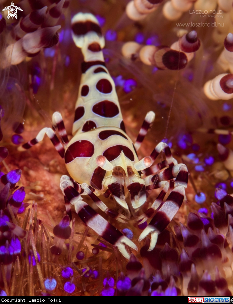 A Coleman shrimp